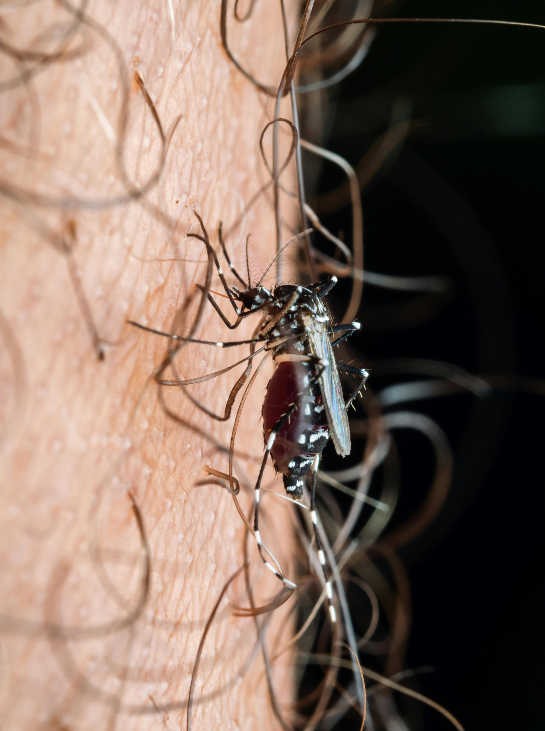 A importância dos testes laboratoriais no controle da Dengue no início do ano